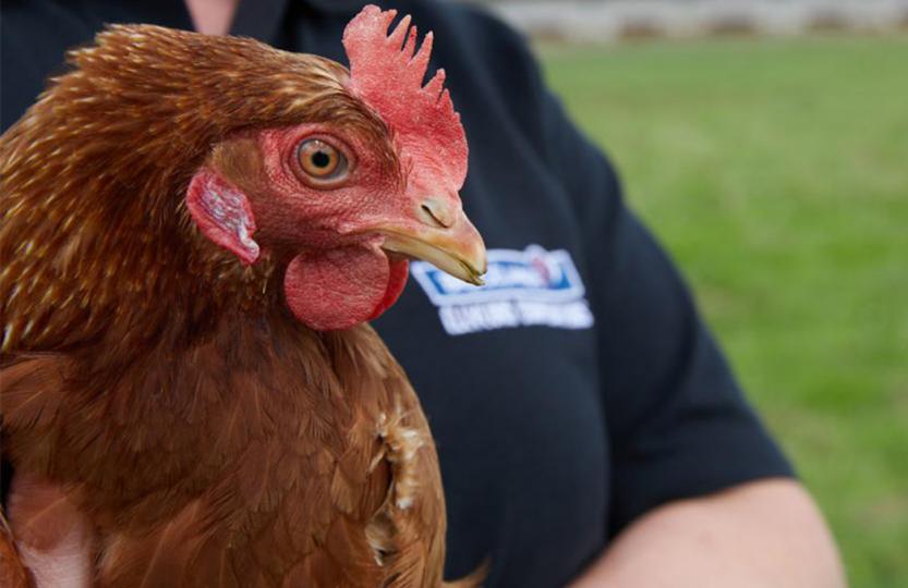 Engagements politique achats oeufs ovoproduits et poulet de chair