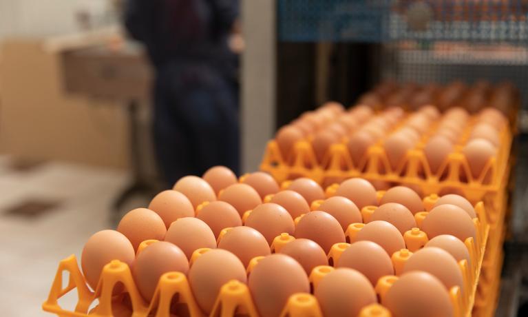 Cooperl Nutrition - volailles commercialisation oeufs