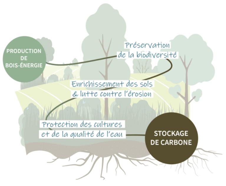 illustration bois & bocage